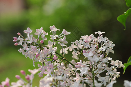 丁香花背景图片