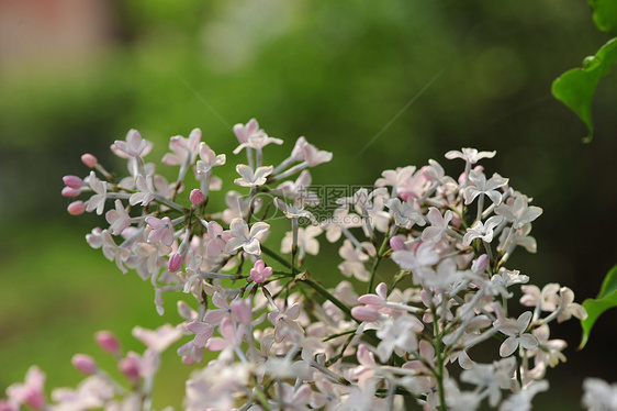 丁香花图片