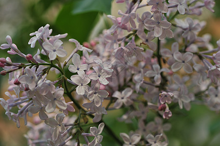 丁香花图片