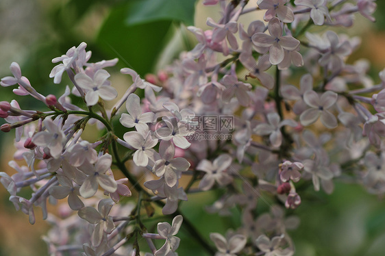 丁香花图片