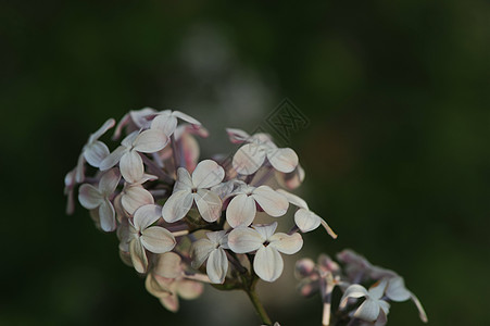 丁香花图片