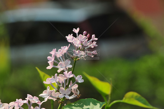 丁香花图片