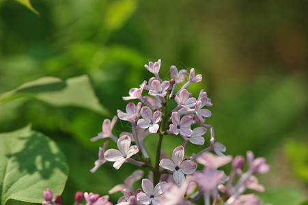 丁香花图片