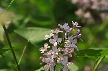 丁香花图片