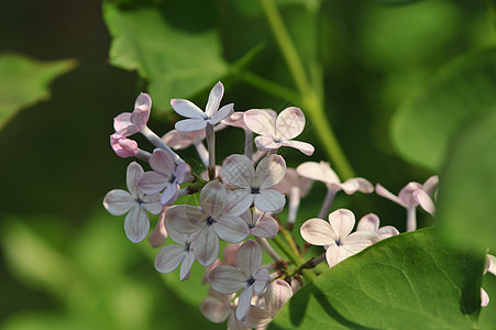 丁香花图片