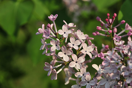 丁香花图片