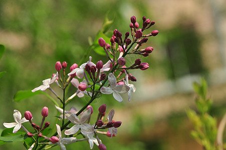 丁香花图片