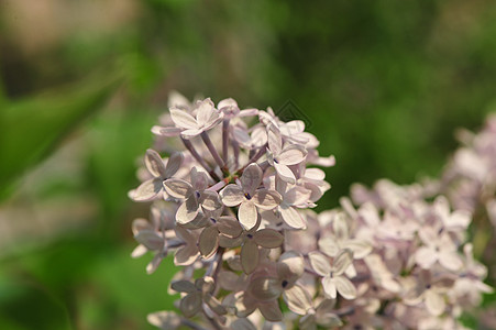 丁香花图片