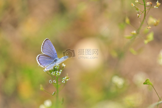 花丛中的菜粉蝶图片