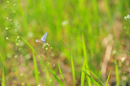 丁香花上的粉蝶高清图片