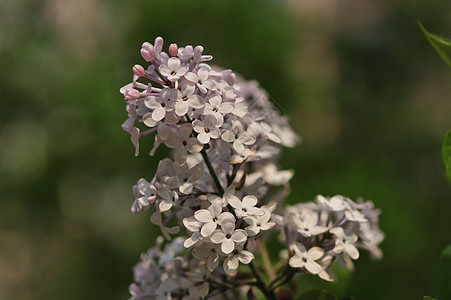 丁香花图片