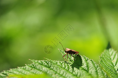 昆虫动物连拍素材高清图片