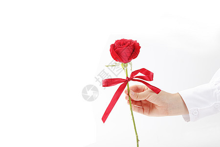 手拿一朵红玫瑰情人节白色背景素材图片