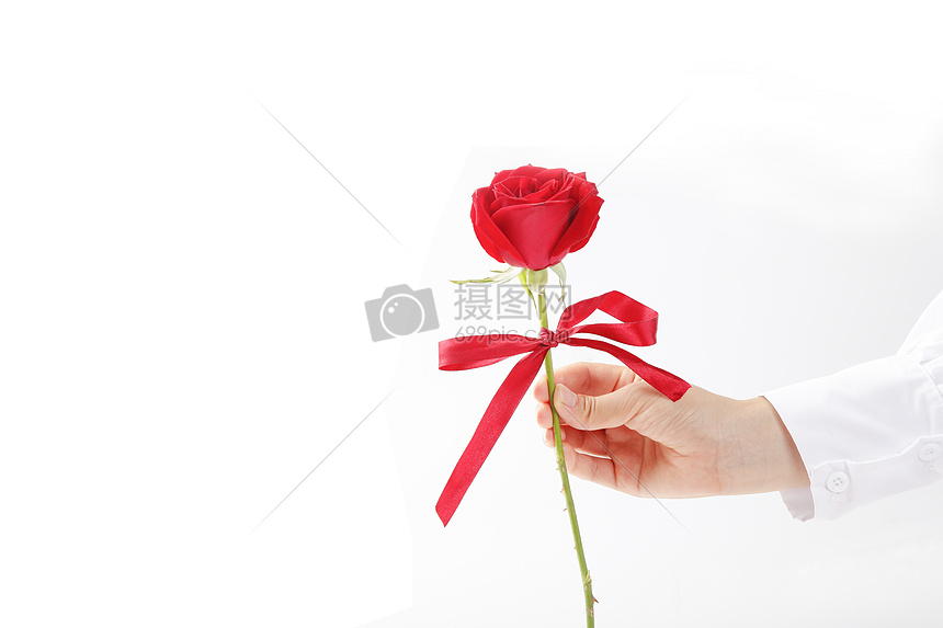 手拿一朵红玫瑰情人节白色背景素材图片
