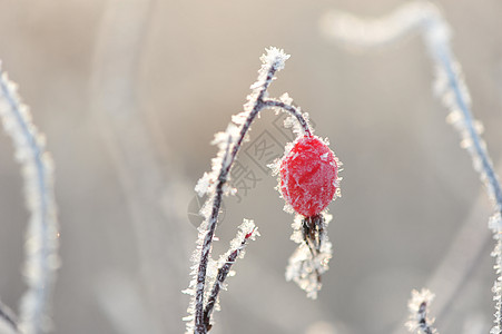 冬天里的挂冰霜植物背景