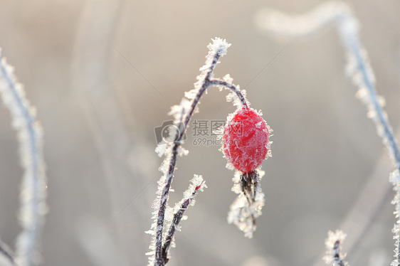 冬天里的挂冰霜植物图片