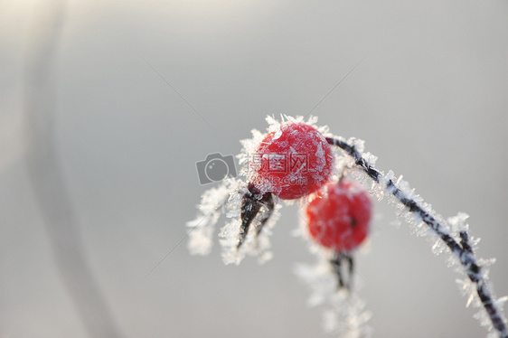 冬天里的挂冰霜植物图片