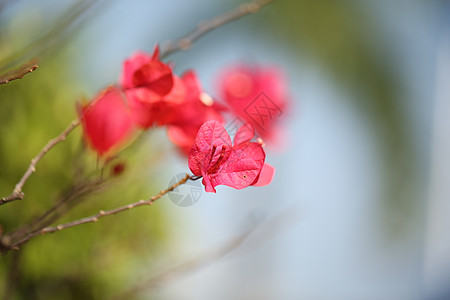 春天花开图片