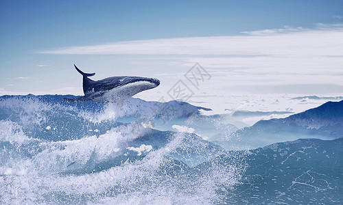 游荡的鲸鱼翱翔壁纸高清图片