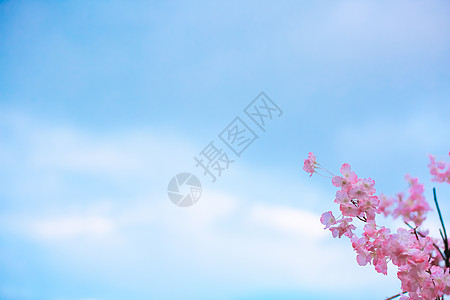 蓝天下的桃花简洁背景大图背景
