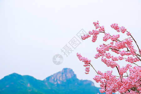 桃花与山峦背景素材背景图片