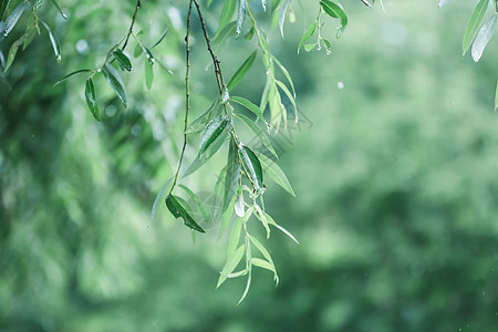 雨季中的树叶背景图片