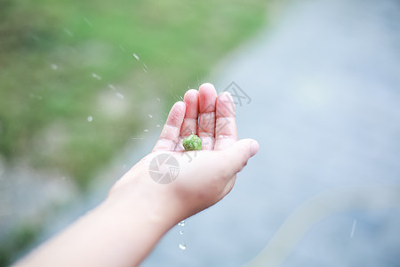 雨天伸手拿果实的小女孩图片