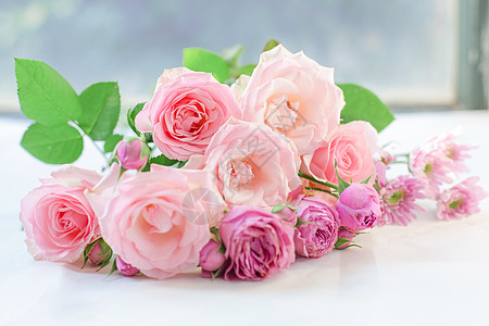 粉色玫瑰七夕粉红色爱情玫瑰花背景