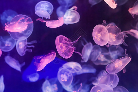 粉紫色海月水母图片