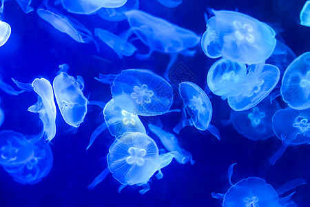 世界美好蓝色海月水母背景