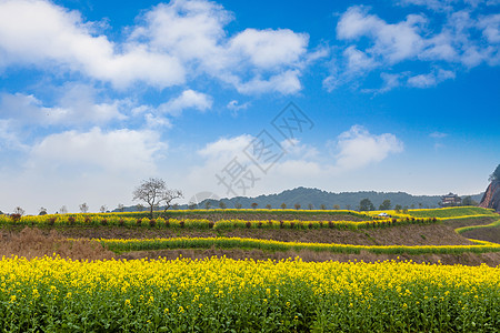 光黄色山地油菜花盛开在蓝天下背景