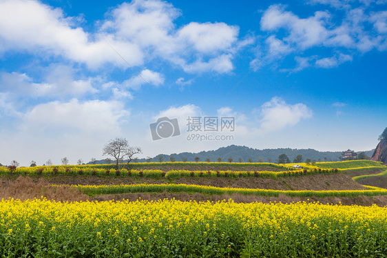 山地油菜花盛开在蓝天下图片