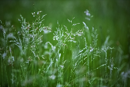 雨后的绿意背景图片