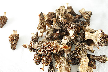 沧狼狼毒菌背景