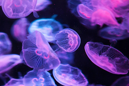 海中仙子 海月水母图片