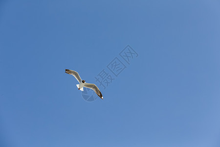 蓝天高空自由飞翔的鸟儿高清图片