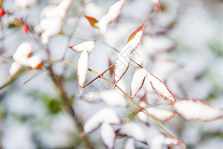 冬天树枝积雪图片