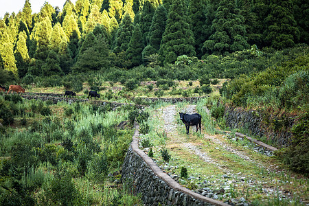 黑色的牛乡村的牛背景