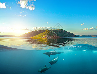 海洋生物超现实设计图片