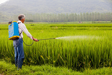 稻田种植人工喷洒农药的农民背景图片