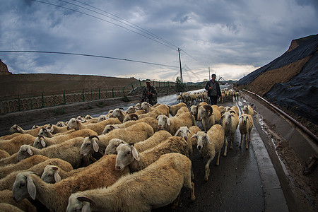 甘肃雨天的牧羊人背景图片