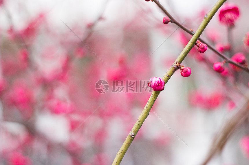 腊梅梅花图片