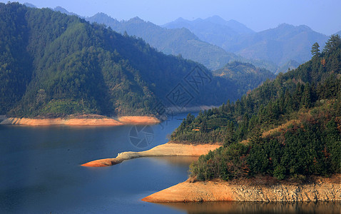 黄山风光黄山栾树高清图片