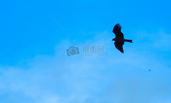 蓝天中翱翔的老鹰图片