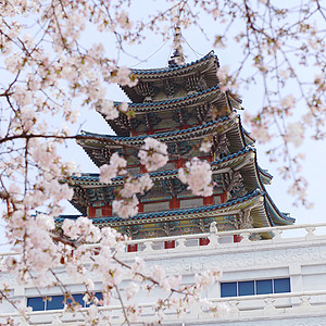 韩国首尔樱花建筑高清图片