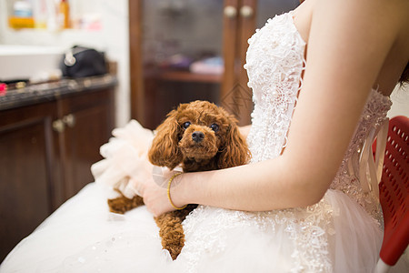 新娘抱狗图片