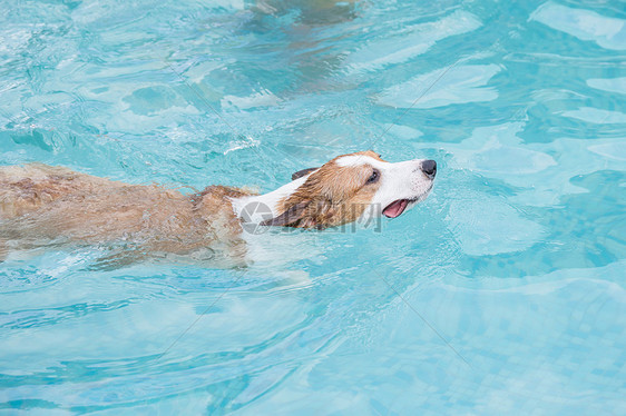 狗狗游泳图片