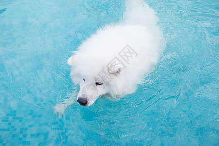 狗狗游泳图片