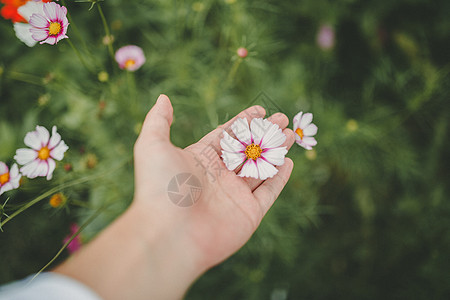 手握鲜花格桑花绿色高清图片