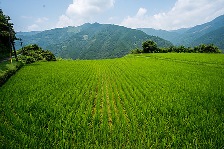 日本水稻日本九州宫崎的稻田背景